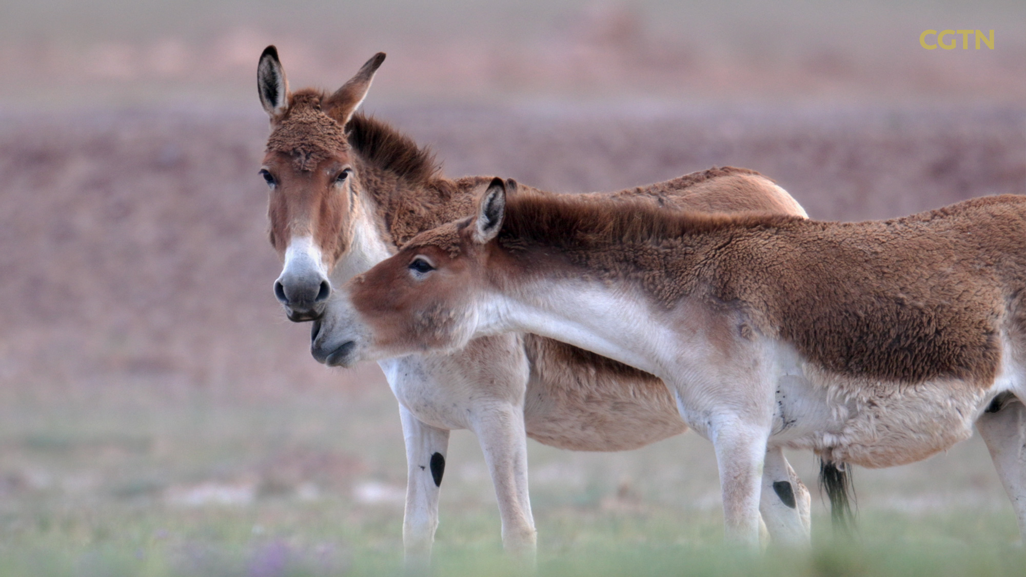 CGTN Nature presents 'Journeys in Nature: Mountainous Qinghai Series'