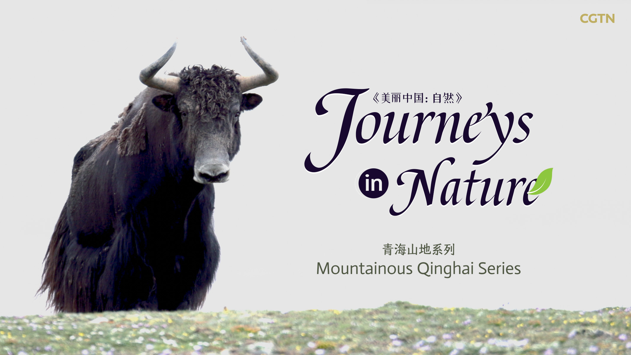 CGTN Nature presents 'Journeys in Nature: Mountainous Qinghai Series'