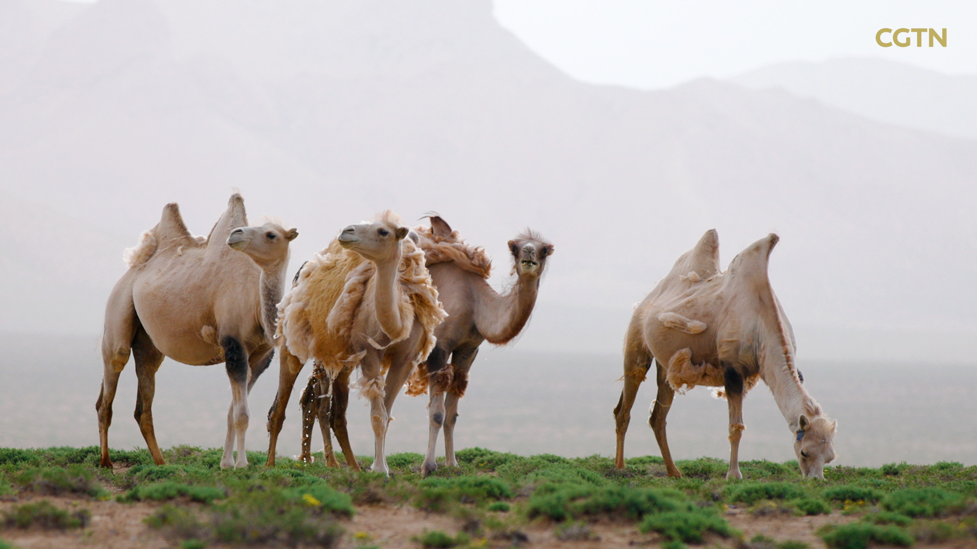 CGTN Nature presents 'Journeys in Nature: Mountainous Qinghai Series'