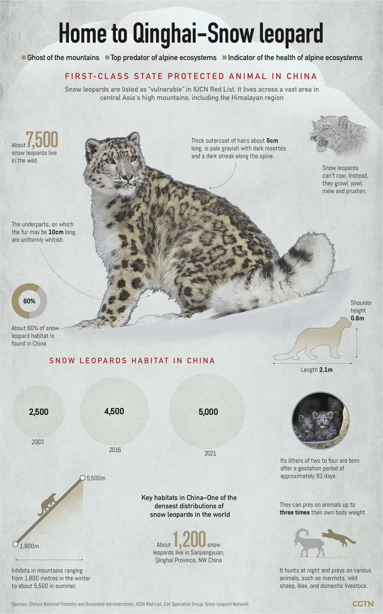 60% of snow leopard habitats are in China: report - CGTN