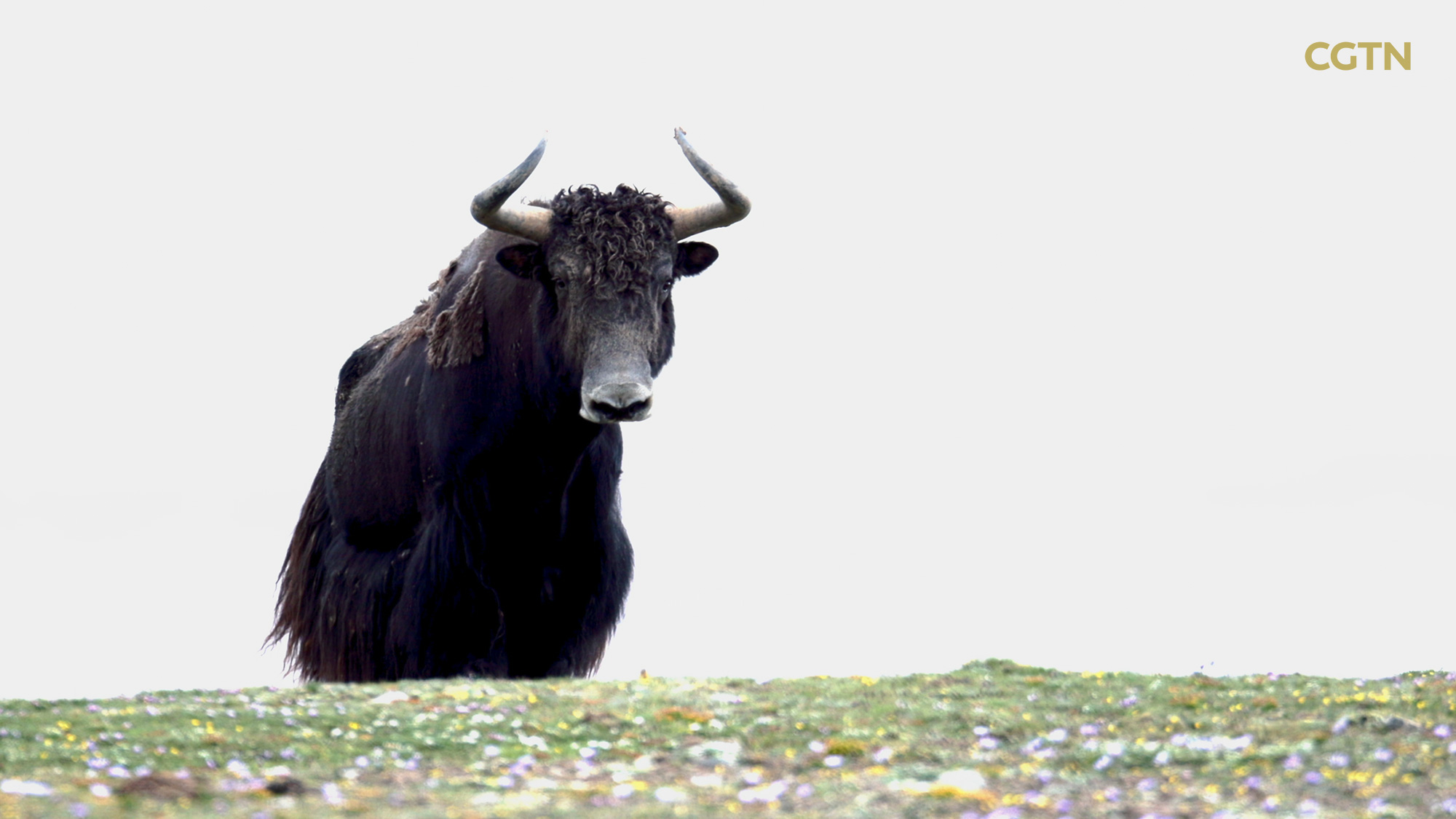 Mountainous Qinghai Series | Episode 1: Plateau king