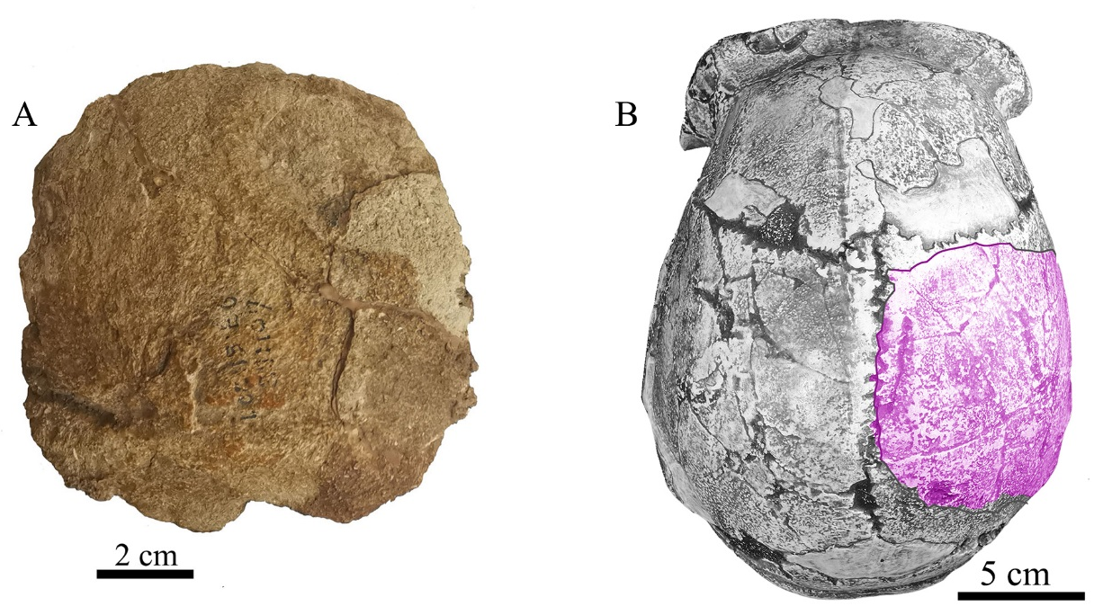 The human parietal bone fossil discovered at Zhoukoudian (L), and top view of the Homo erectus pekinensis skull (R) demonstrating the positions of the newly discovered parietal bone fossil. /IVPP