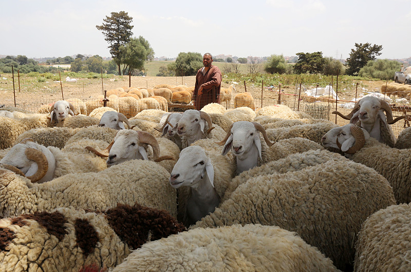 人们参观阿尔及利亚当地的羊市场。  /CFP