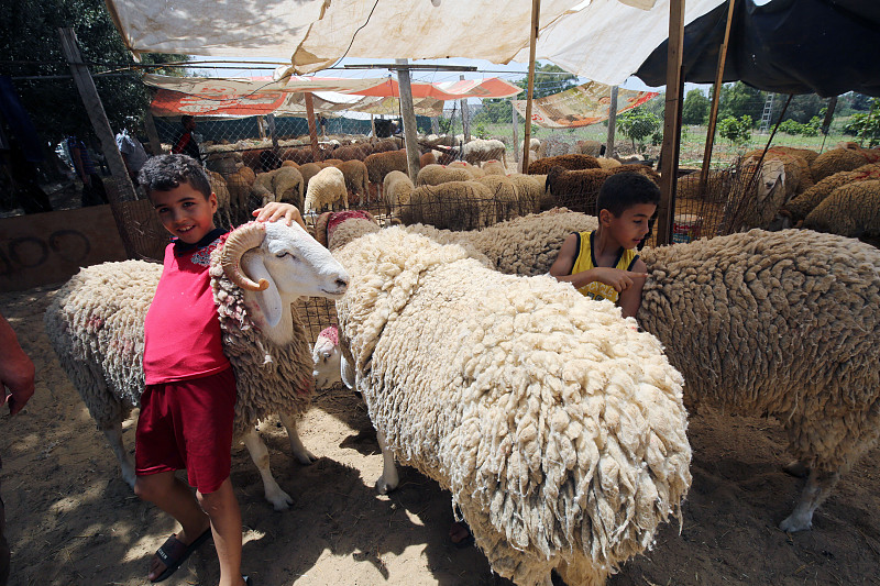 阿尔及利亚当地市场上的男孩们与羊玩耍。  /CFP