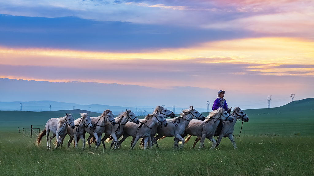 Horses gallop on the grassland in Xilingol League, Inner Mongolia, China, July 23, 2021. /CFP