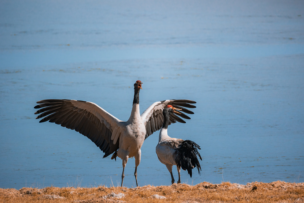 Black-necked cranes spread their wings along a lake in the Sanjiangyuan National Park in northwest China's Qinghai Province, May 7, 2021. /CFP