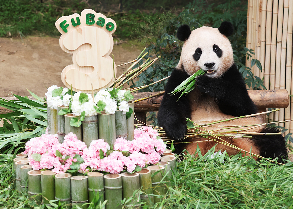 Giant panda Fu Bao attends her birthday party at South Korea's Everland Resort, July 20, 2023. /CFP