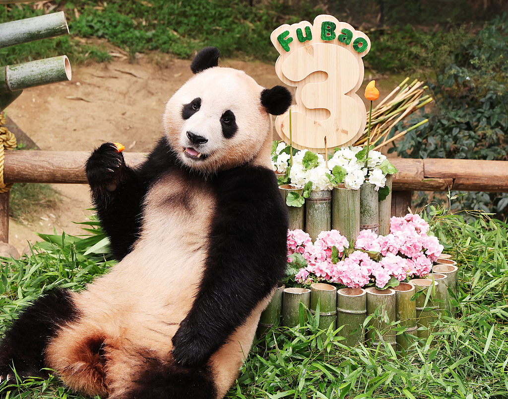 Giant panda Fu Bao attends her birthday party at South Korea's Everland Resort, July 20, 2023. /CFP