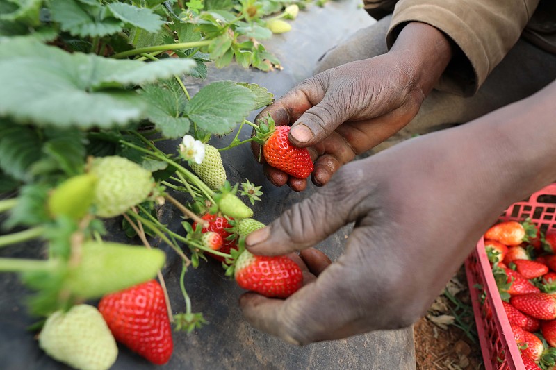 A worker shows ripe strawberries at a fruit farm in Tipaza, Algeria. /CFP