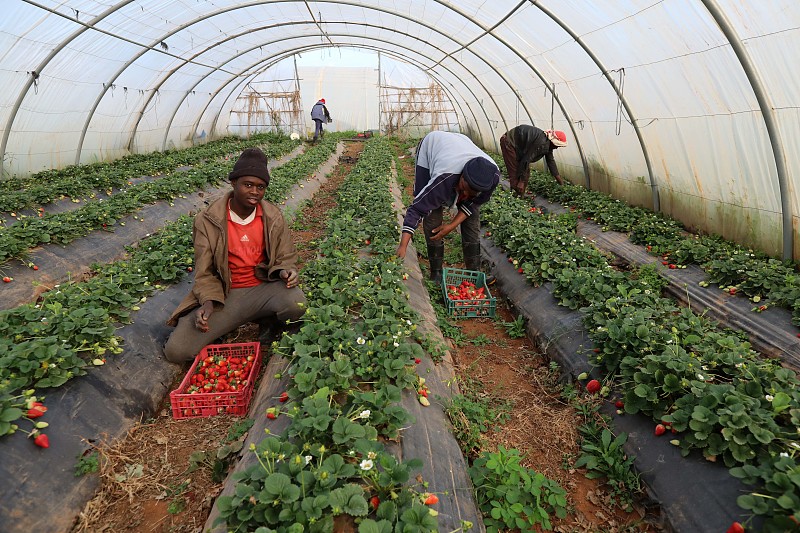 Workers pick ripe strawberries at a fruit farm in Tipaza, Algeria. /CFP