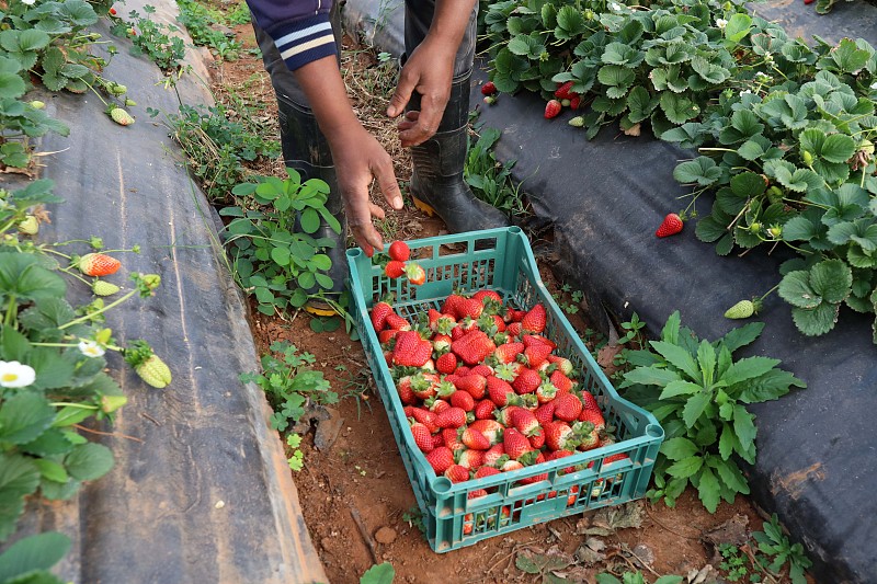 A worker shows ripe strawberries at a fruit farm in Tipaza, Algeria. /CFP