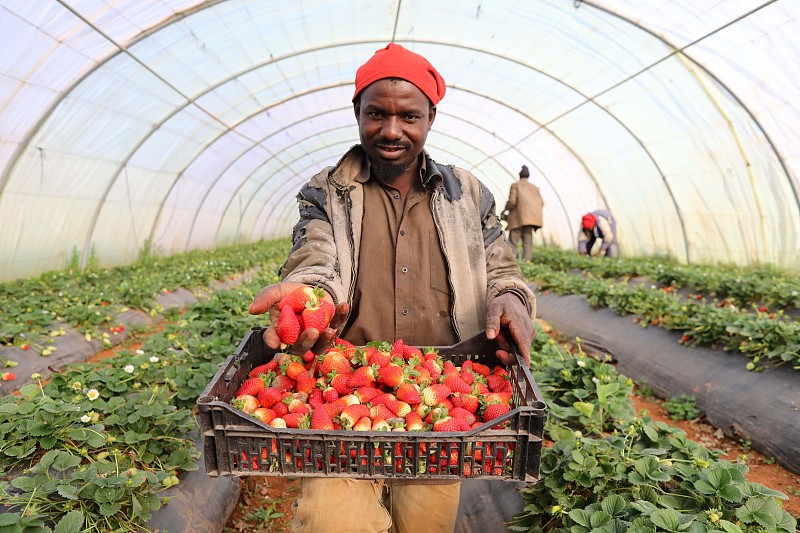 A worker shows ripe strawberries at a fruit farm in Tipaza, Algeria. /CFP