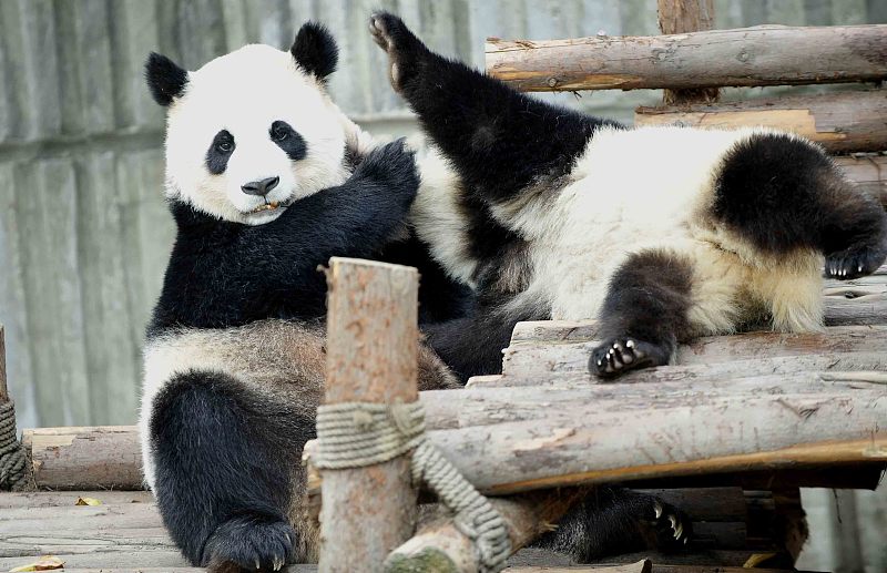 Giant pandas play together at a zoo in Chengdu City, Sichuan Province. /CFP