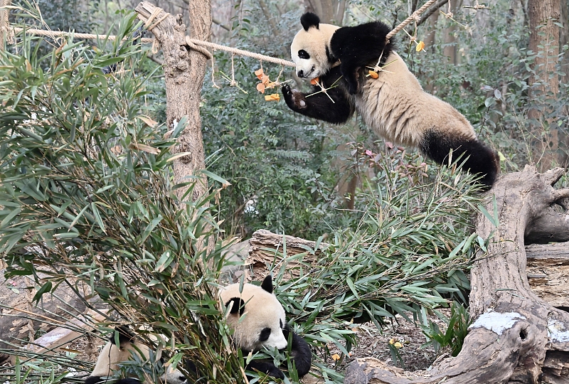 Giant pandas play together at a zoo in Chengdu City, Sichuan Province. /CFP