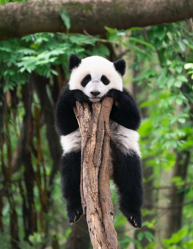 A giant panda climbs a tree branch at a zoo in Chengdu City, Sichuan Province. /CFP