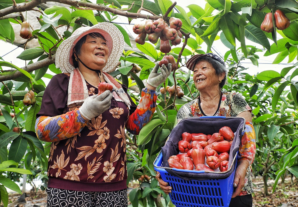 Farmers picking wax apples in Suzhou, Jiangsu Province, China, July 21, 2023. /CFP