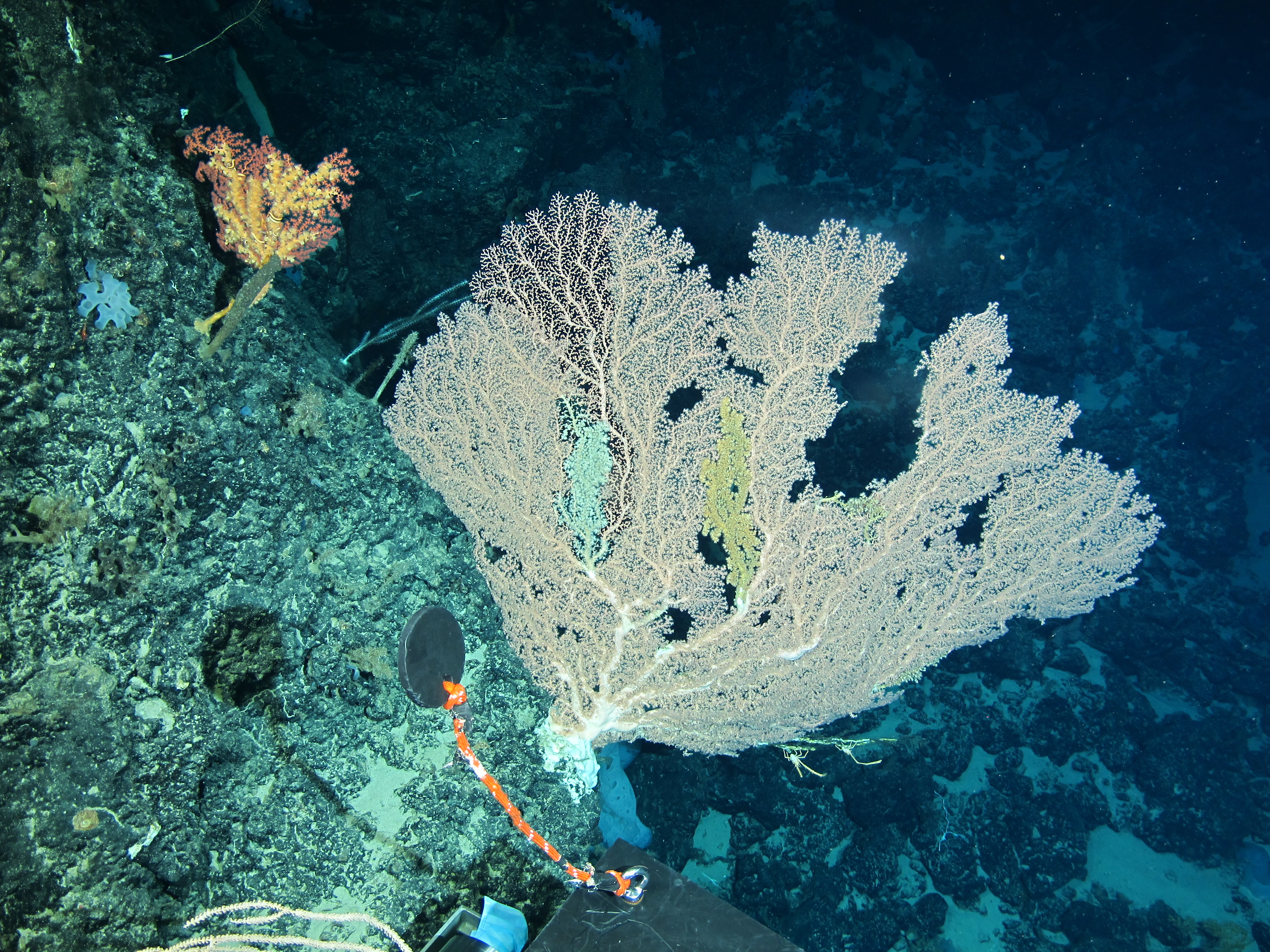 Deep-water corals live in cold water found at the South China Sea, May 2018. /School of Ocean and Earth Science of Tongji University