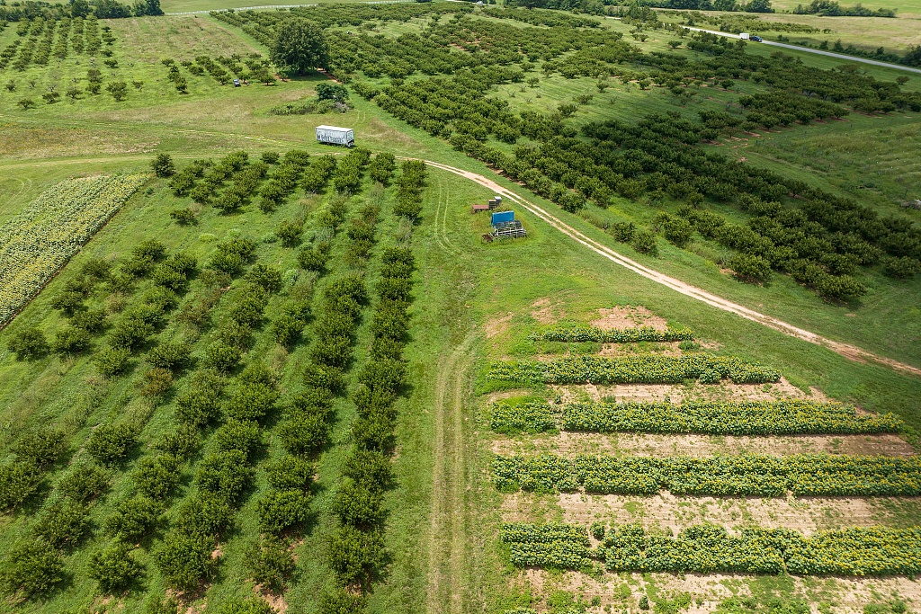 An aerial view shows peach trees in the orchard at the Gregg Farms in Concord, Georgia, the U.S., July 12, 2023. /CFP