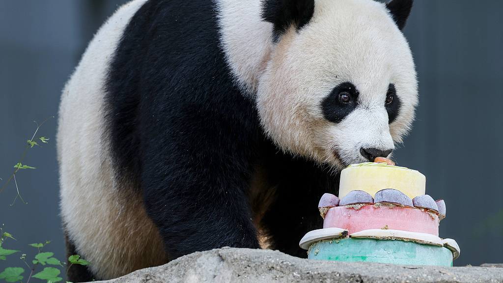 Live: Giant panda celebrates 25th birthday at Washington's National Zoo