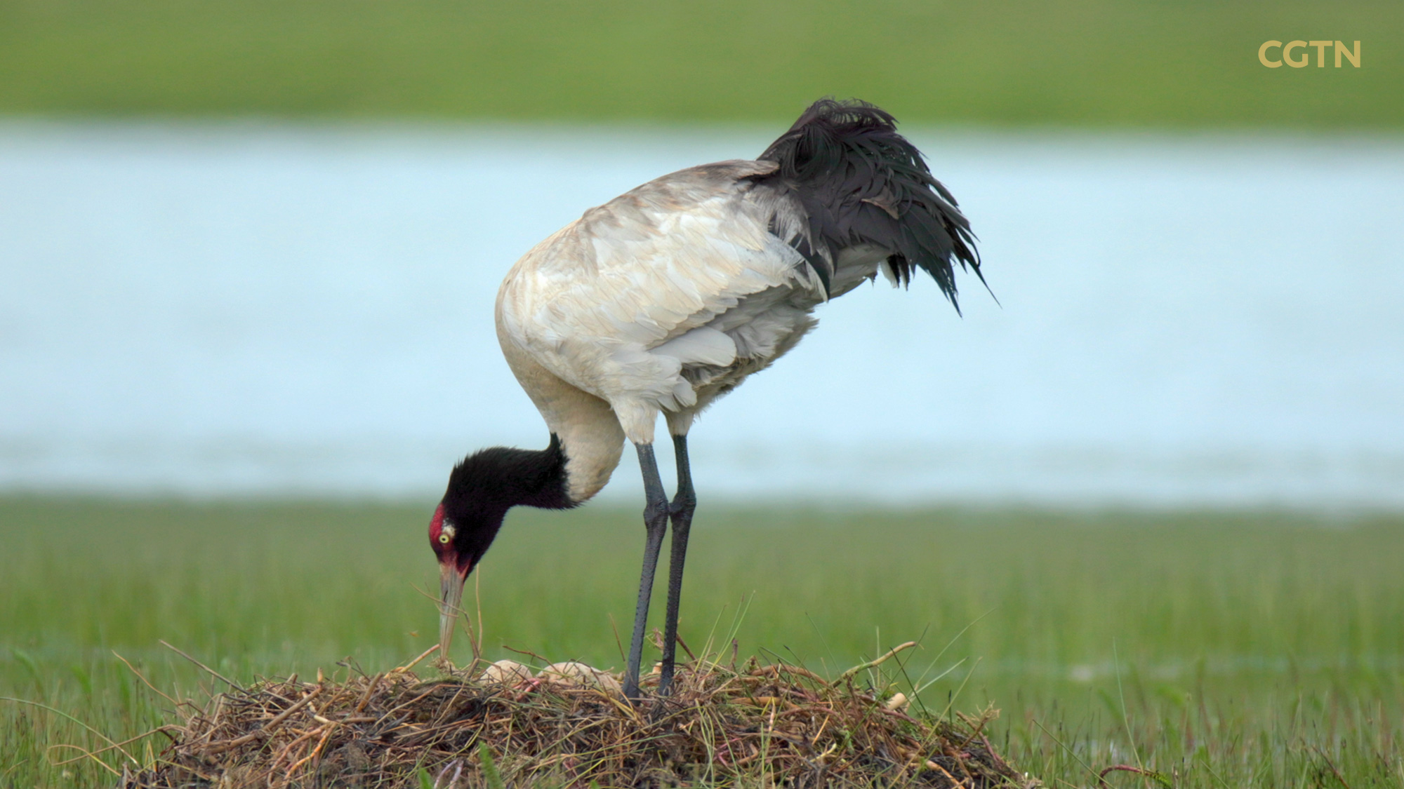 Mountainous Qinghai Series | Episode 6: Harmony in chaos 