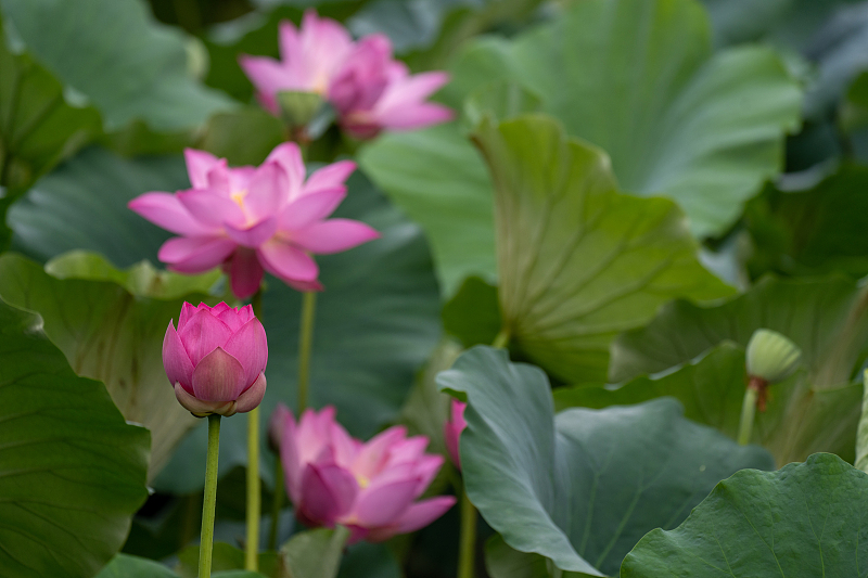 Lotus flowers are captured in a park in Nanjing City, Jiangsu Province, July 23, 2023. /CFP