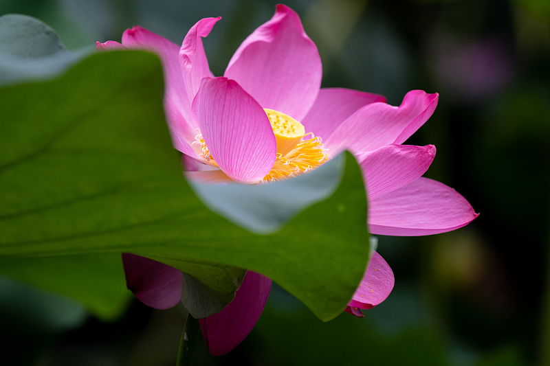 Lotus flowers are captured in a park in Nanjing City, Jiangsu Province, July 23, 2023. /CFP