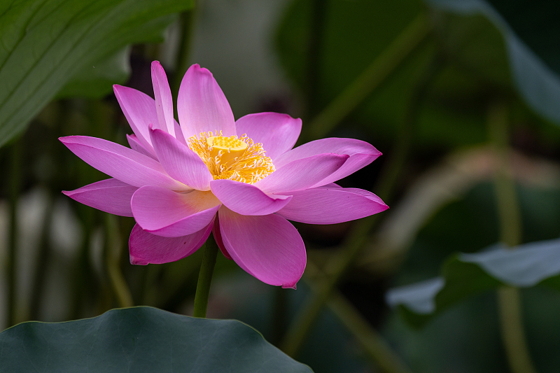 Lotus flowers are captured in a park in Nanjing City, Jiangsu Province, July 23, 2023. /CFP