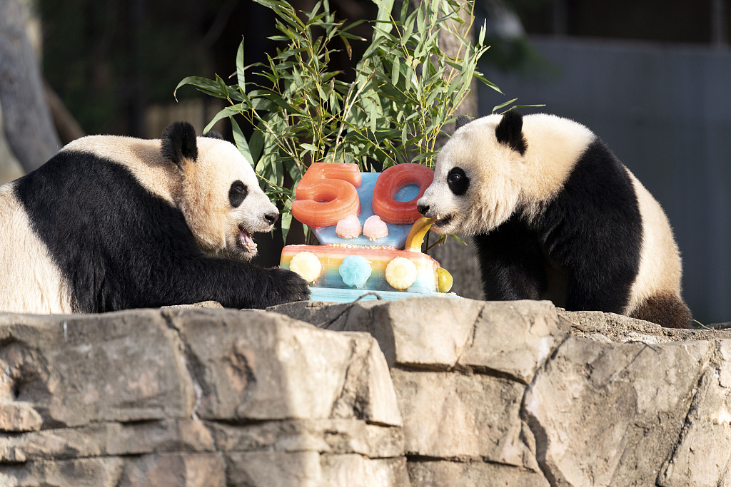 Giant pandas Mei Xiang (left) and her cub, Xiao Qi Ji, enjoy a fruitsicle cake in celebration of the Smithsonian's National Zoo's 50 years of collaboration with China in conserving giant pandas in Washington, D.C., United States, April 16, 2022. /CFP