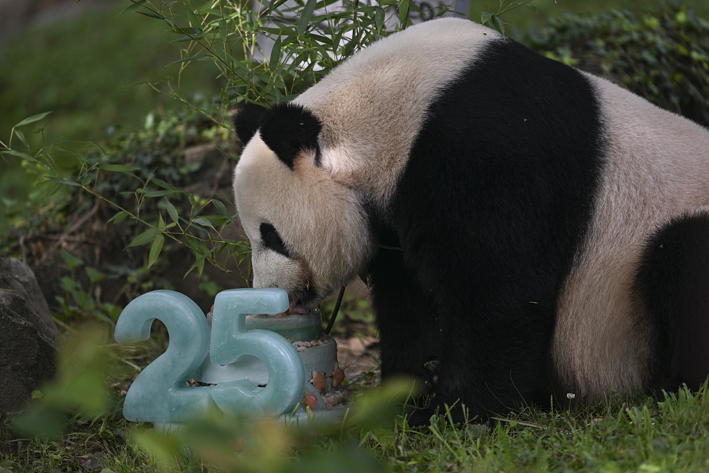 Giant panda Mei Xiang enjoys her 25th birthday cake in Washington, D.C., United States, July 22, 2023. /CFP via Getty Images