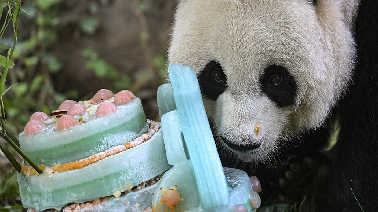 Female giant panda Mei Xiang celebrates 25th birthday in U.S. zoo - CGTN