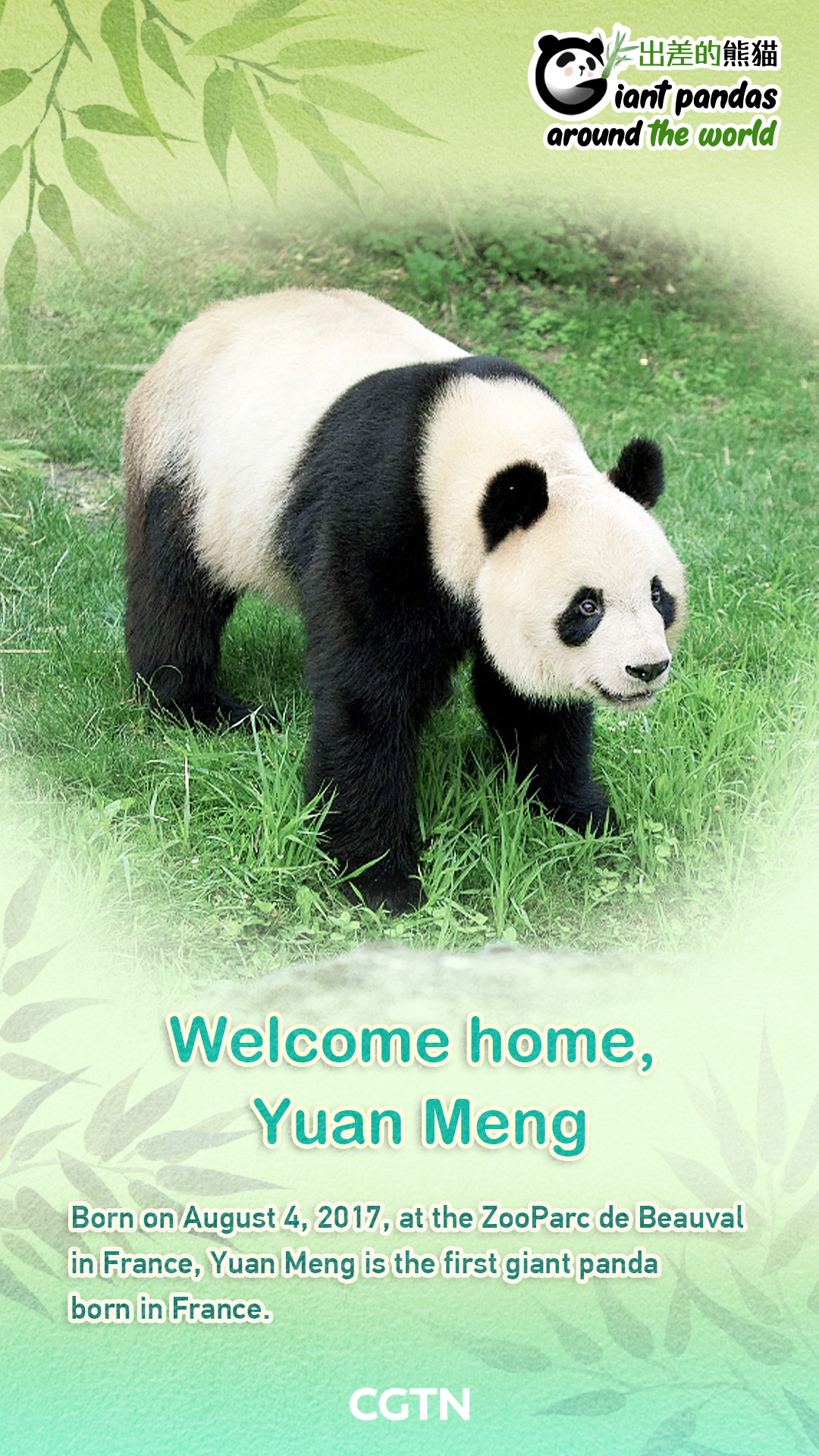 Giant panda Yuan Meng coming home to China