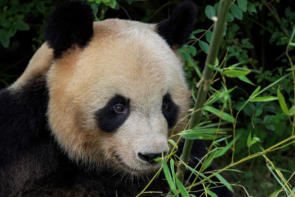 July 24, 2023, marks the last day of giant panda Yuan Meng's presence at the Beauval Zoo in France. Fans gathered to bid farewell to the young bear. /CFP