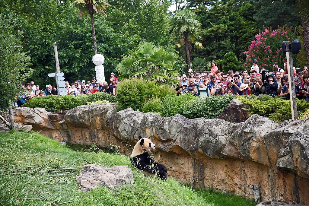July 24, 2023, marks the last day of giant panda Yuan Meng's presence at the Beauval Zoo in France. Fans gathered to bid farewell to the young bear. /CFP