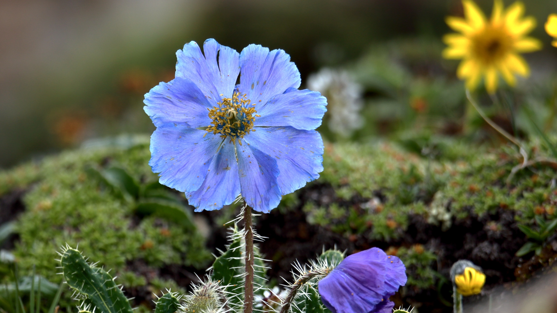 Mountainous Qinghai Series | Episode 9: Pinnacle of life
