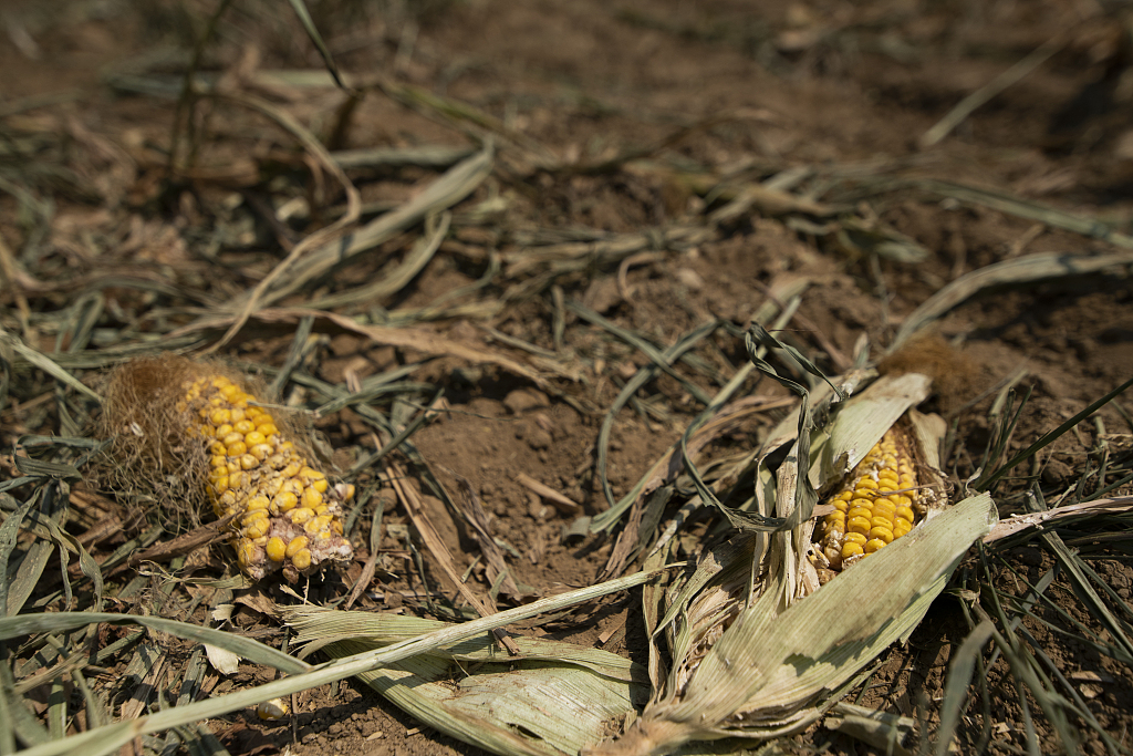 干玉米棒子因去年意大利严重干旱而受损，意大利卡普阿，2022 年 10 月 8 日。/CFP