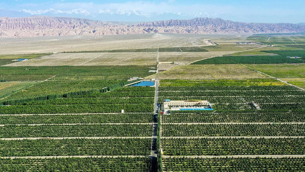 A forest between the Taklimakan Desert and towns in Kekeya Town, Aksu Prefecture, northwest China's Xinjiang Uygur Autonomous Region, September 10, 2020. /CFP