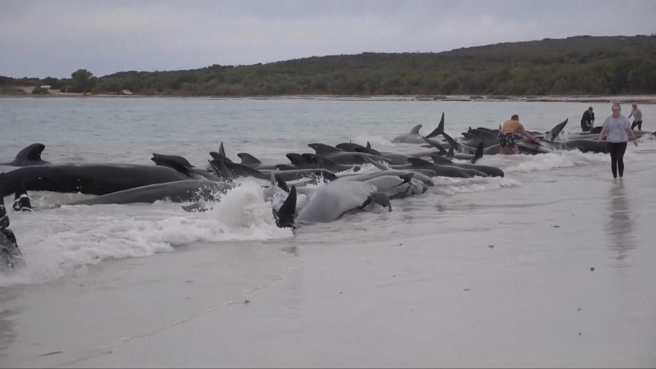 Nearly 100 Pilot Whales Stranded On Australian Beach - CGTN