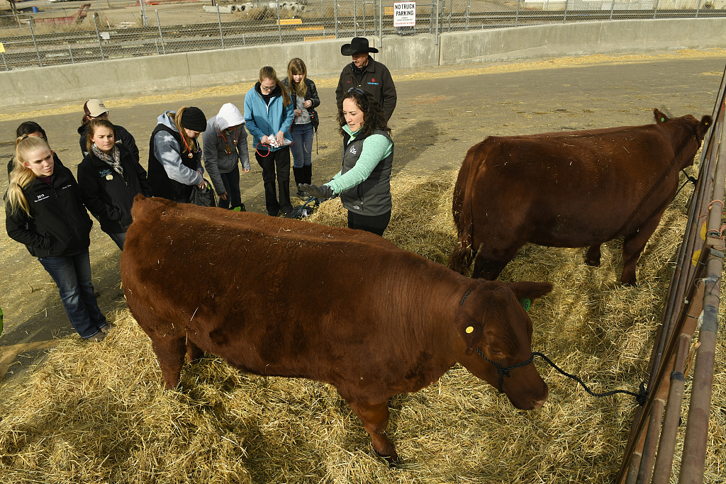 Veterinarian Dr. Julia Harman (R) with high school students during a class in the Junior Barn at the National Western Stock Show in Denver, Colorado, U.S., January 16, 2020. /CFP