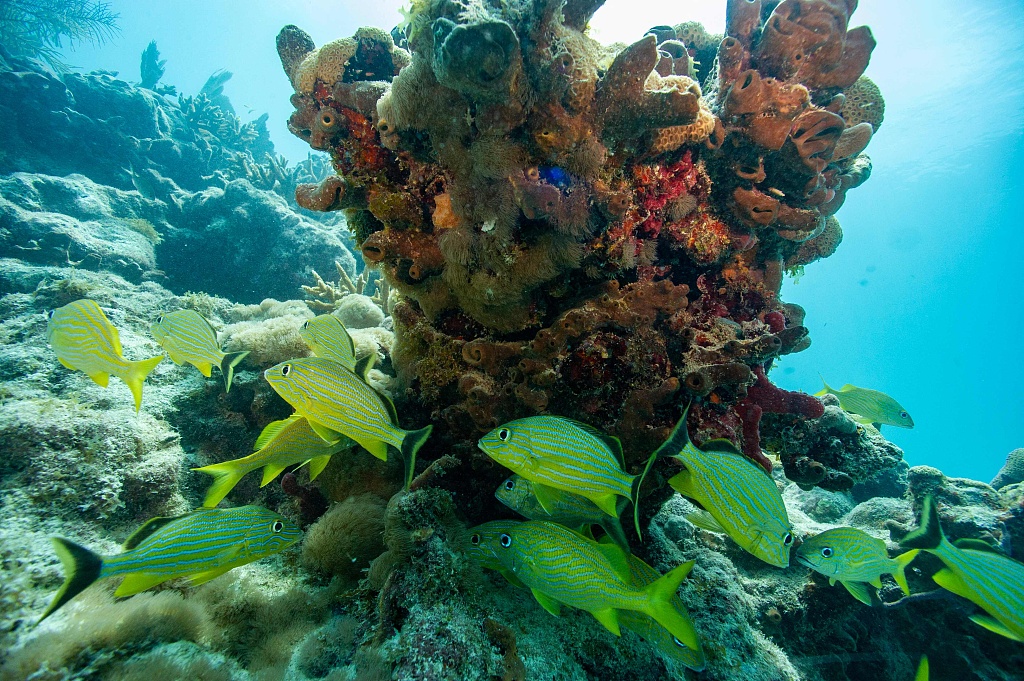 French grunts swim around a coral reef in Key West, Florida, U.S., July 13, 2023. /CFP