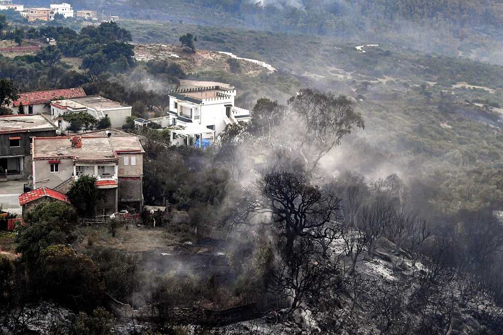 Burnt trees stand in the wake of a forest fire near the town of Melloula in northwestern Tunisia close to the border with Algeria, July 24, 2023. /CFP