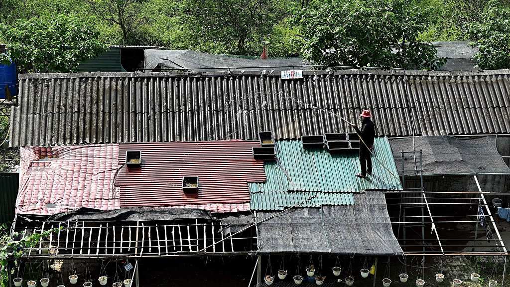 A woman watering her rooftop to cool down the heat in Hanoi, Vietnam. /CFP
