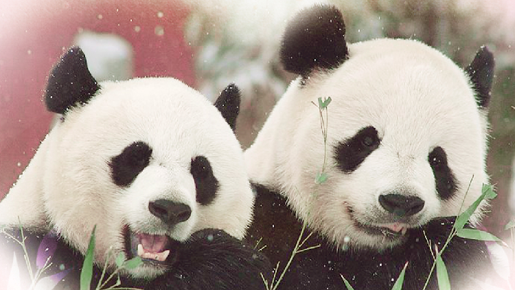 The Lovey Dovey Giant Panda Couple Mei Xiang And Tian Tian Cgtn 7133