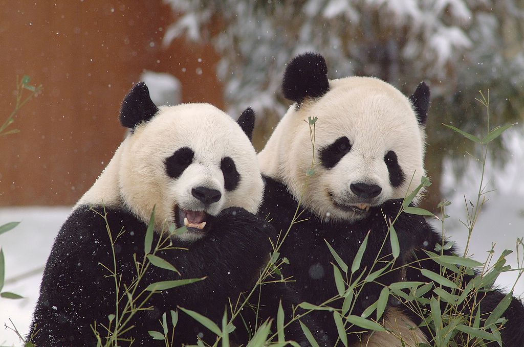 Giant pandas Mei Xiang (left) and Tian Tian are seen at the zoo in Washington, D.C. /CFP