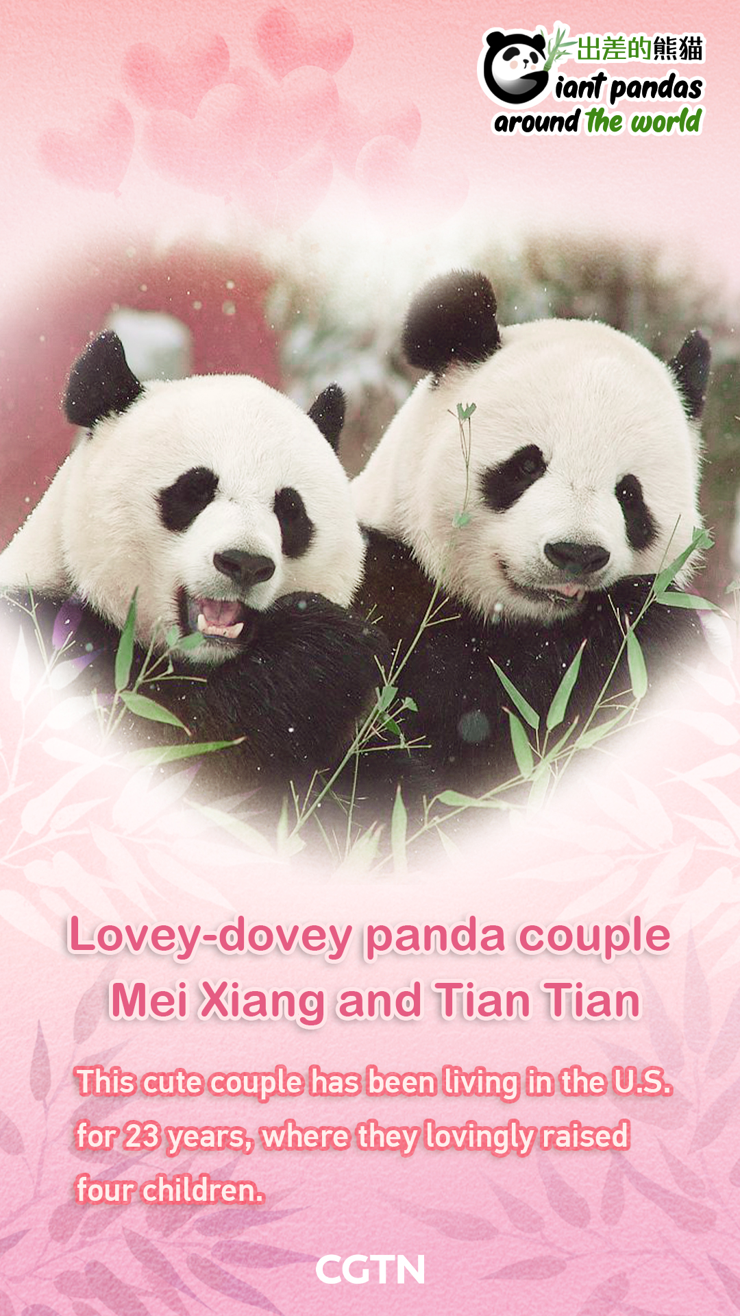 The lovey-dovey giant panda couple: Mei Xiang and Tian Tian