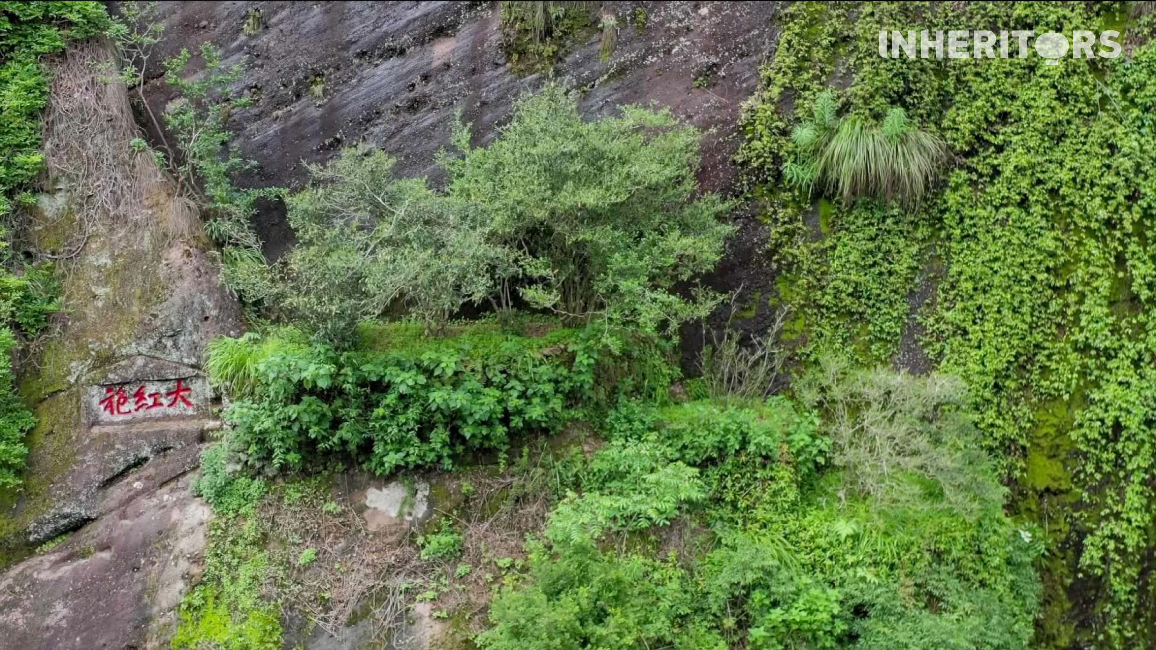 This undated photo shows the Dahongpao mother trees in the Wuyi Mountains, east China's Fujian Province. /CGTN