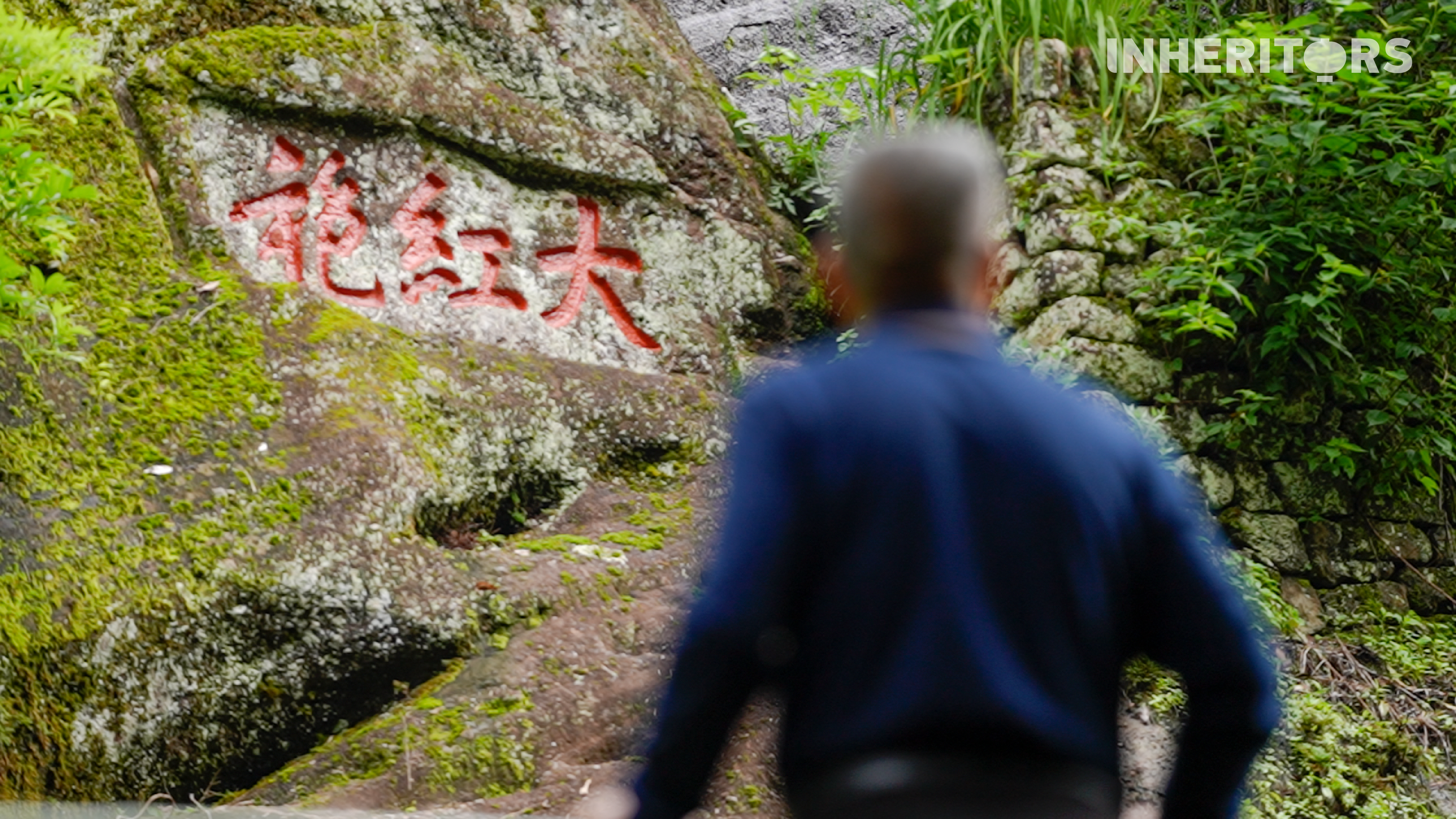 This undated photo shows the Dahongpao mother trees in the Wuyi Mountains, east China's Fujian Province. /CGTN