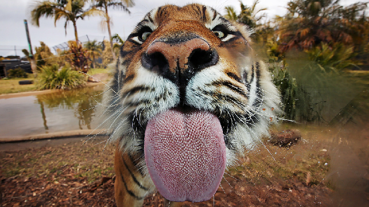 Mirror Now - July 29 is celebrated as International Tiger Day, here are  some unique facts YOU must know about the magnificent but endangered big  cat - The Royal Bengal Tiger. 🐯👇✨ #