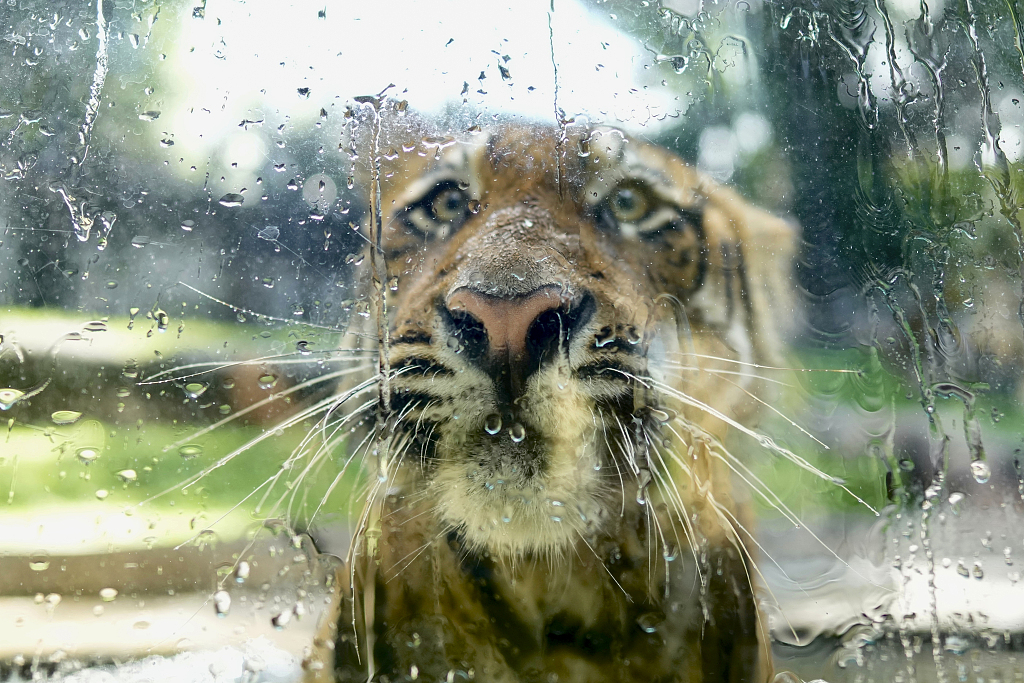 A Bengal Tiger looks through glass as water is sprayed to keep it cool at the national zoological garden in Colombo, Sri Lanka, Tuesday, June 27, 2023.