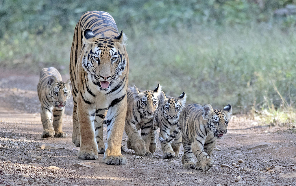 International Tiger Day: Preserving the fierce beauty - CGTN