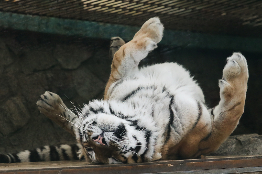 An 11-year-old Siberian tiger is seen in his enclosure at Leningrad Zoo during a celebration marking Harvest Day.